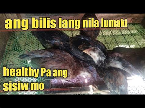 patuka ng sisiw|ONE MONTH NA SILA .